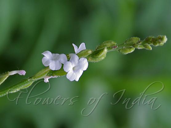 Heart-Leaf Velvet Bur